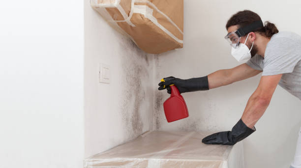 Professional Attic Mold Remediation technician working in Hines, IL