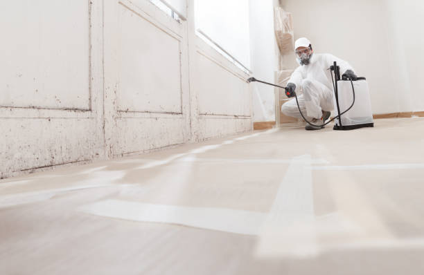 24/7 Emergency Attic Mold Remediation experts in Hines, IL