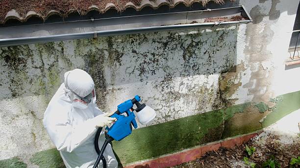 Top rated local Attic Mold Remediation specialists in Hines, IL